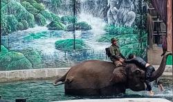 Meriahkan Libur Nataru, Lembang Park and Zoo Hadirkan Show Binatang Gajah