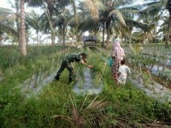 Babinsa Koramil 18 Tripa Pidie Jaya Bantu Warga Desa Binaan Memanen Cabe di Desa Cot Lheu Rheung