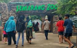 Awal Tahun 2025, Semarang Zoo Catat Lonjakan Pengunjung hingga 7.863 Orang