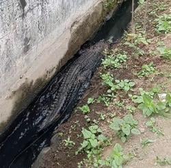 Gempar Penangkapan Buaya Besar di Selokan Kampung Rengasdengklok, Langsung Jadi Tontonan Warga