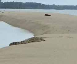 Kemunculan Buaya di Bangka Barat Bikin Nelayan Takut Melaut