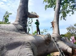 Ini Penyebab Pohon Randu Gede Tumbang, Ternyata Usianya Sudah 400 Tahun