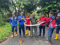 Ular Piton 4 Meter Ganggu Warga Pandaan, Damkar Turun Tangan