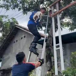 Seekor kucing  Terjebak diatas Pohon Hingga Lemas  Berhasil Dievakuasi Petugas Damkar Bondowoso