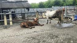 Wabah PMK Serang Gunungkidul, 893 Sapi Terjangkit, Pasar Hewan Sepi Pembeli