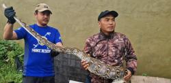 Ular Python Besar Mangsa Ternak Warga Cilegon, Berhasil Ditangkap!