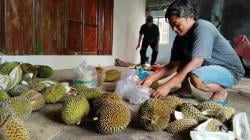 Cuaca Buruk, Produksi Durian di Karanganyar Merosot Tajam