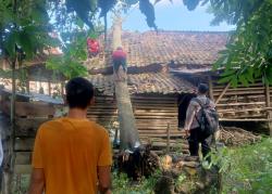 Pohon Besar Menimpa Rumah di Kedungjati Grobogan, Alhamdulillah Penghuni Selamat