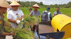 Bujang Kampong Edisi ke 3, Pj Bupati Bangka Panen Padi di Desa Banyu Asin