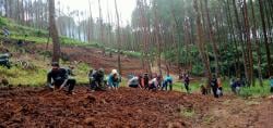 Cegah Perambahan Hutan, Perhutani dan Forkompinca Serta Masyarakat Tanam Pohon Di Hutan Jatilawang