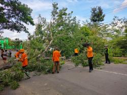 Antisipasi Pohon Roboh ke Jalan, BPBD Way Kanan lakukan Penebangan Pohon yang Berpotensi Tumbang