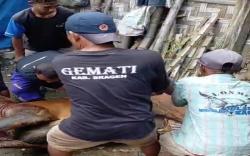 Wabah PMK Melanda Peternakan di Tanon, Sragen: Puluhan Sapi Mati, Peternak Terancam Kehilangan