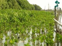 Cegah Abrasi, DPKHP Cianjur Perluas Pohon Mangrove di Pesisir Pantai