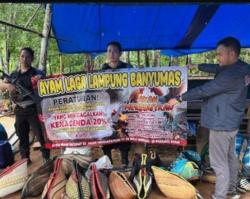 Polsek Sukoharjo Gerebek Arena Sabung Ayam di Pringsewu, 47 Motor dan 13 Ayam Jago Disita