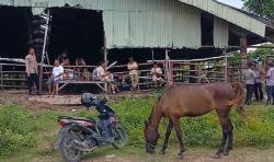 Kasus Dugaan Pengiriman Kuda Betina Ilegal Terus Bergulir, DPRD  Kembali Beri Rekomendasi Tegas