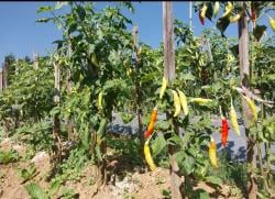 Musim Penghujan dan Kabut Tebal, Pengaruhi Harga Cabe Rawit di Pasar Kini Rp110 Rb