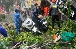 Hujan Deras Disertai Angin di Sukoharjo, Pohon Tumbang Timpa Kanopi Toko Roti dan Motor