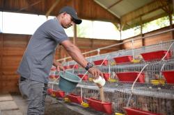 Kembangkan Bisnis Burung Puyuh di Aceh, SIG Bantu Peternak Puyuh Andalas Produksi 4.000 Telur/ Hari