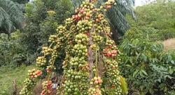 Cuan Budidaya Kopi Robusta, Muhammad Iqbal Banting Setir Jadi Petani Kopi di Pegunungan Pidie Jaya