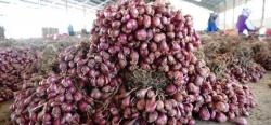 Pemkab Targetkan Produksi Bawang Merah di Bojonegoro Sebanyak 30 Ribu Ton