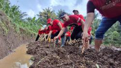 Ikuti Instruksi Megawati, PDIP Kabupaten Semarang Tanam Ketela dan Pisang