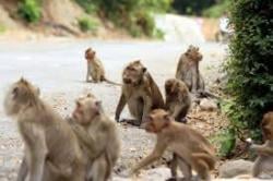 Ada Apa dengan Habitat Mereka? Kawanan Monyet Serbu Lahan Pertanian Warga di 5 Kecamatan