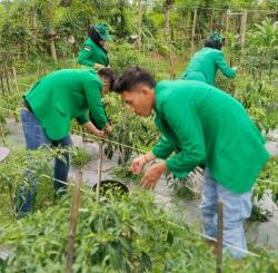 Dukung Ketahanan Pangan, KKN-PPM 51 Bantu Petani Desa Glong Panen Cabai