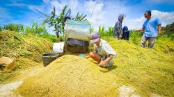 Ini Alasannya Bulog Wajib Serap Gabah Petani Rp6.500