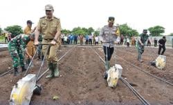 Polres Sumba Timur Dukung Ketahanan Pangan, Ikut  Penanaman Jagung Serentak 1 Juta Hektar