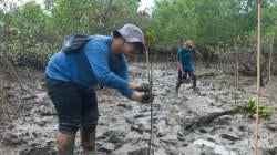 BRGM Perkuat Benteng Hijau Sumatera Utara dengan Rehabilitasi Mangrove Komprehensif