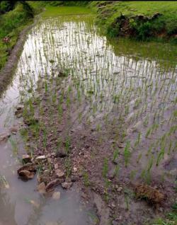 Akibat Hujan Deras, Material Batu dan Pasir Penuhi Sawah Warga di Desa Titinalede