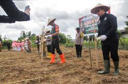 Potret Penanaman Jagung Serenak 1 Juta Hektar di Palembang