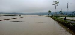 Hujan Deras Semalam, Sungai Brukah Kalibening Meluap Merendam 350 Hektar Lahan Pertanian