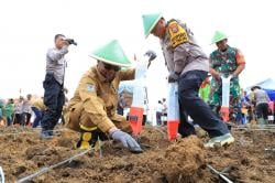 430 Ton Jagung Akan Dihasilkan Dari Labuhanbatu Utara