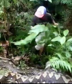 Piton Sepanjang 7 Meter Serang Petani di Desa Malimbu, Luwu Utara