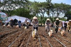 Polda Sulut dan Jajaran Tanam Jagung Serentak di Lahan 105,7 Hektare