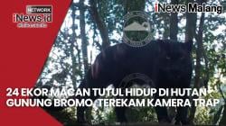 Penampakan 24 Macan Tutul di Hutan Gunung Bromo