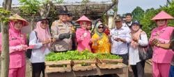 Polsek Taman bersama Warga Tanam Bibit Cabai dan Terong di Lahan Produktif Desa Sambibulu