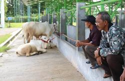 Cegah Penularan PMK, Pasar Hewan Terpadu Pengasih Ditutup