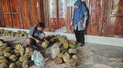 Wisata Durian Karanganyar Tetap Jadi Idola, Meski Harganya Mahal Karena Panen Gagal