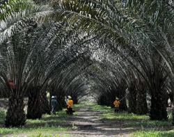 WSN Kirim Surat Terbuka ke Presiden Terkait Penertiban Kawasan Hutan