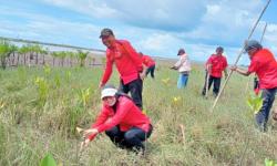 HUT ke-78 Megawati, DPC PDIP Pangandaran Tanam 1.000 Mangrove di Pesisir Pantai