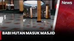 Geger Detik-Detik Babi Hutan Masuk ke Masjid, Bikin Warga Panik