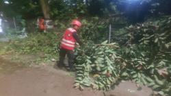 Tutup Akses Jalan, Brimob Polda Kaltim Bersama Warga Evakuasi Pohon Tumbang di Balikpapan