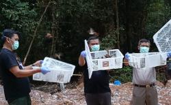 Ribuan Burung Pipit Dilepasliarkan di Hutan Wisata Muka Kuning Batam