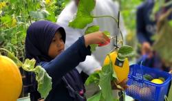 Berwisata Petik Buah Melon Langsung dari Kebunnya di Ponorogo, Enak dan Murah