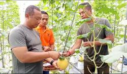 Danlanudad Gatot Soebroto & Persit KCK Panen Perdana 500 Pot Melon di Way Kanan