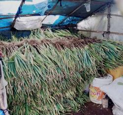 Harga Murah, Petani Bawang Daun Lebih Memilih Tidak Memanen 