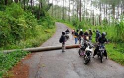 Angin Kencang, Perhutani Minta Pengguna Jalan Waspadai Pohon Tumbang