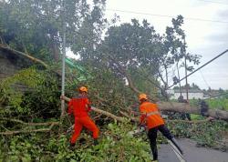 Angin Kencang Tumbangkan Pohon di Sepuluh Titik, Lima Orang Luka - luka